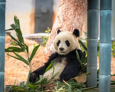 Giant Panda Fubao — IP-Derived Trend Travel Spots (scene thumbnail)