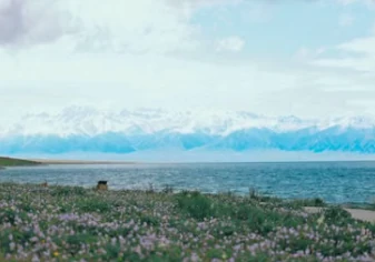 Sayram Lake Xinjiang — IP-Derived Trend Travel Spots (scene thumbnail)