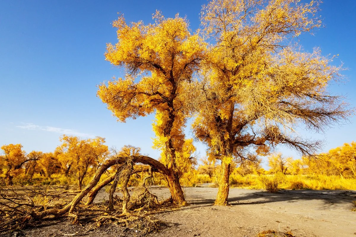 Ejina Poplar Forest — Ejina Banner, Inner Mongolia Autonomous Region Natural (spot card)