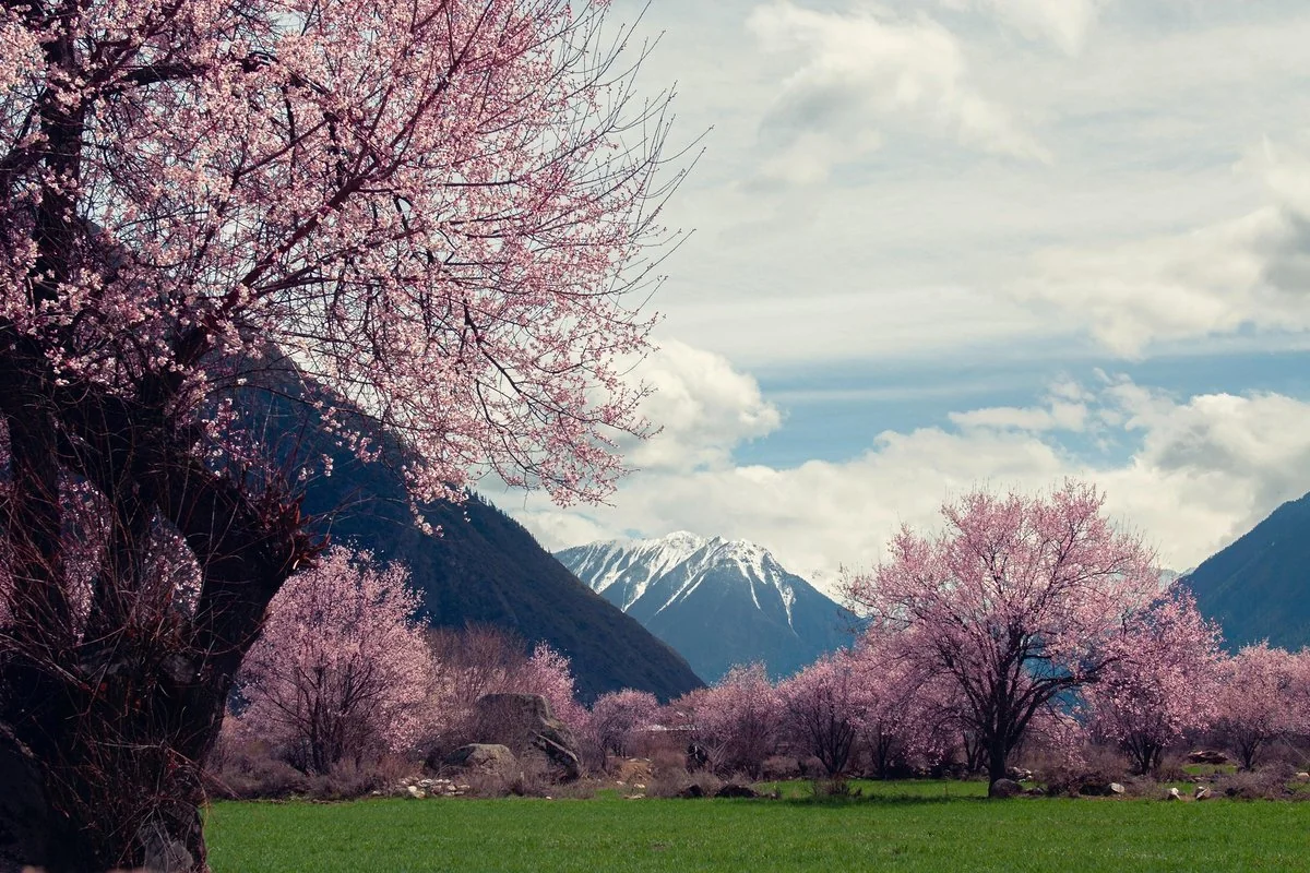 Nyingchi Peach Blossoms — Nyingchi, Tibet Autonomous Region Natural (spot card)