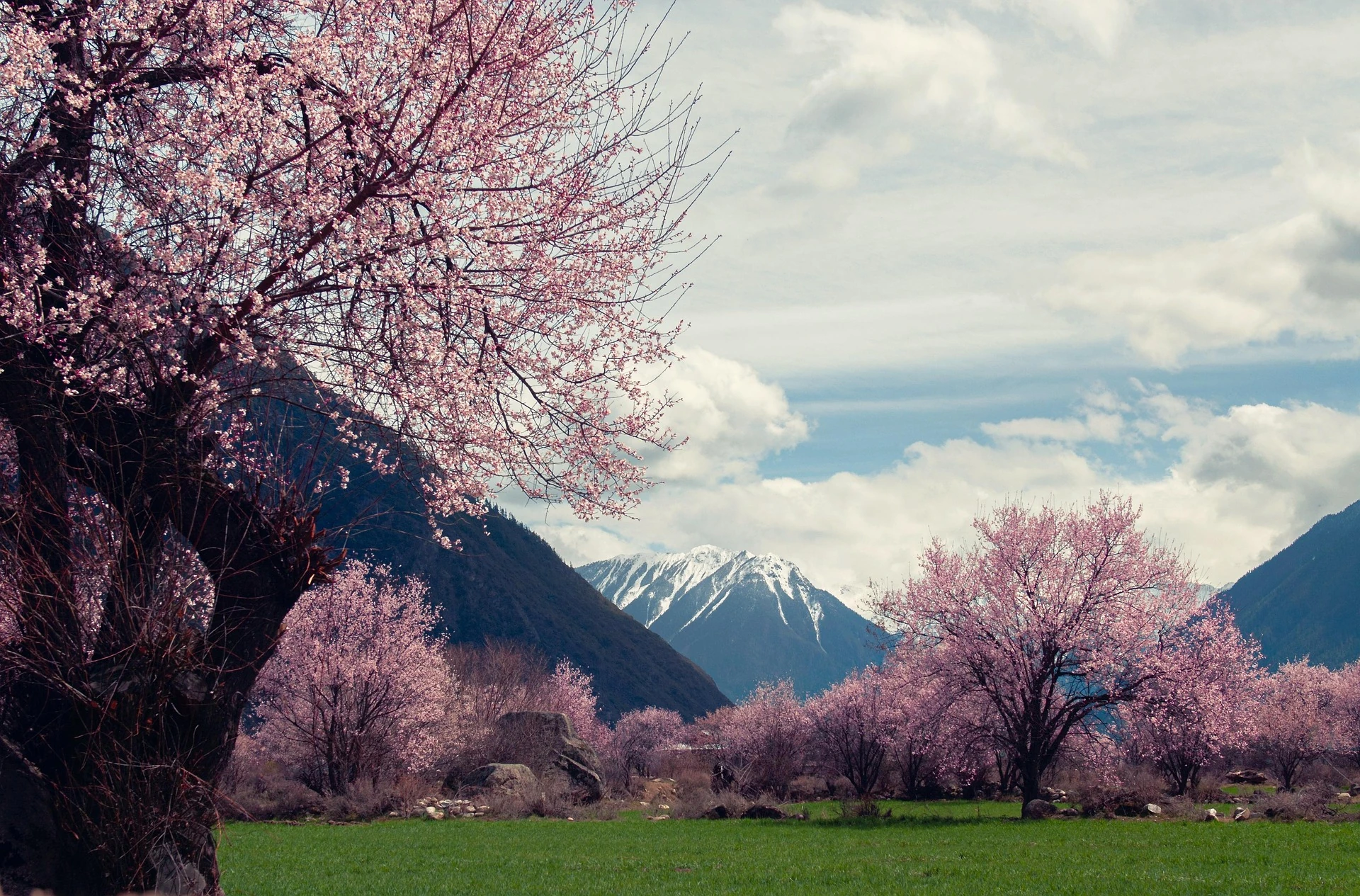 Nyingchi Peach Blossoms — photo 1 of 1 (gallery)