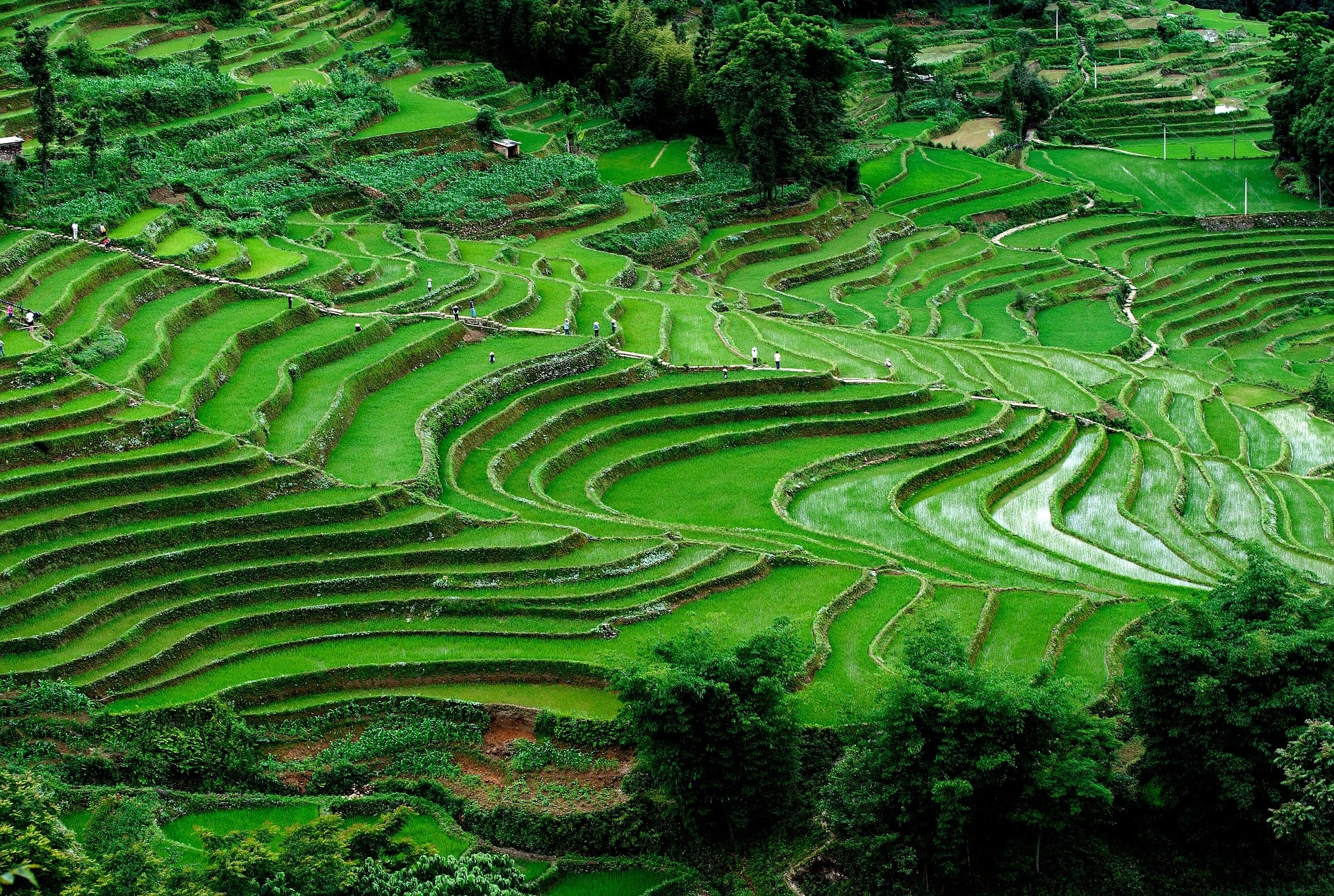 Yuanyang Rice Terraces — photo 4 of 4 (gallery)